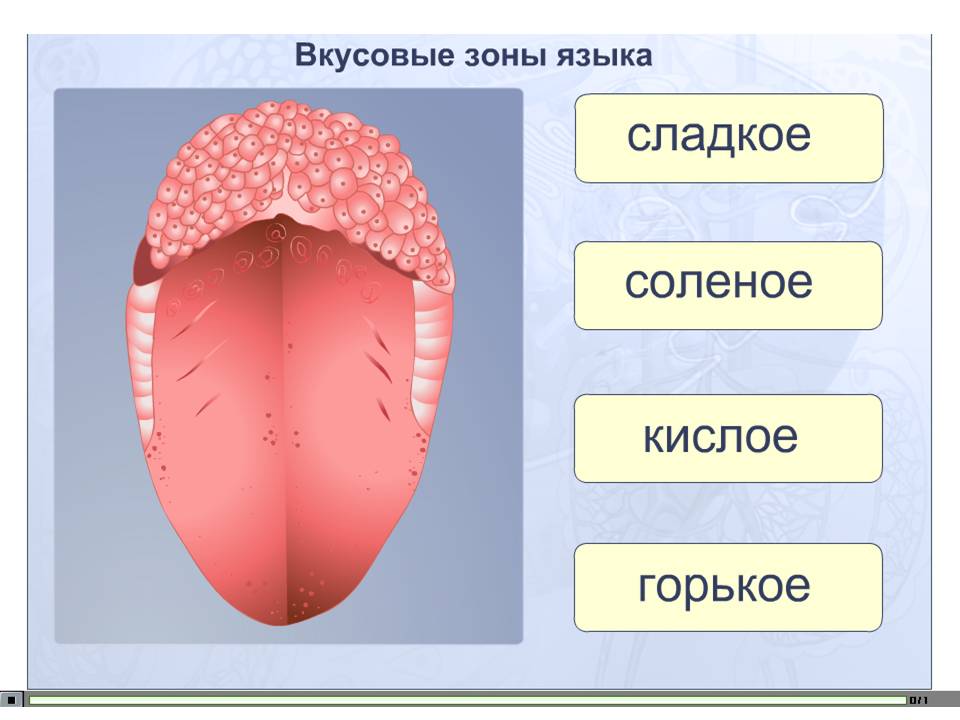 Язык рисунок 3 класс. Вкусовые зоны языка. Зоны языка вкусовые рецепторы. Зоны вкуса на языке. Вкусовые рецепторы на языке схема.